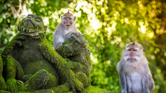 Bosque Sagrado de los Monos de Ubud