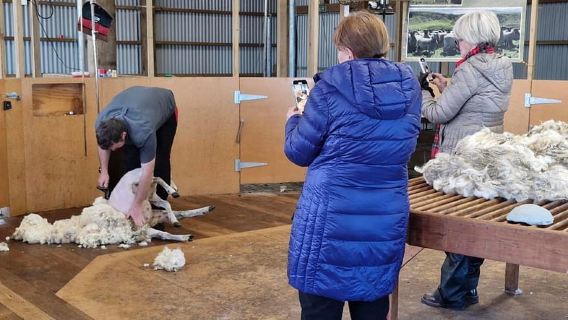 Christchurch: lammastilakokemus lounaan ja viinitilan kanssa