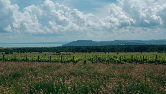 Balatonfüred: Zelna Wine Bistro Tasting Experience