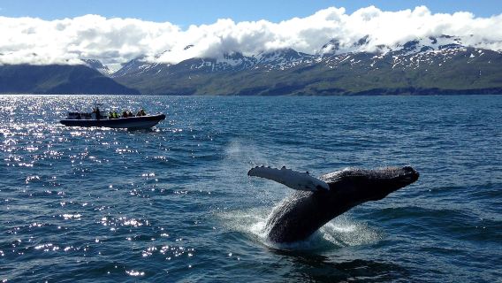 From Husavik: Original whale and puffin watching RIB speedboat tour