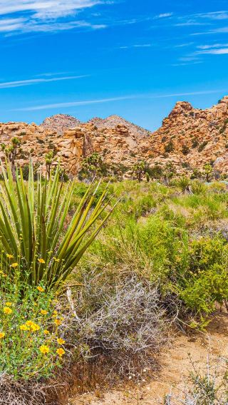 Los Angeles round-trip | Joshua Tree National Park 1-day join-in tour [includes admission ticket]