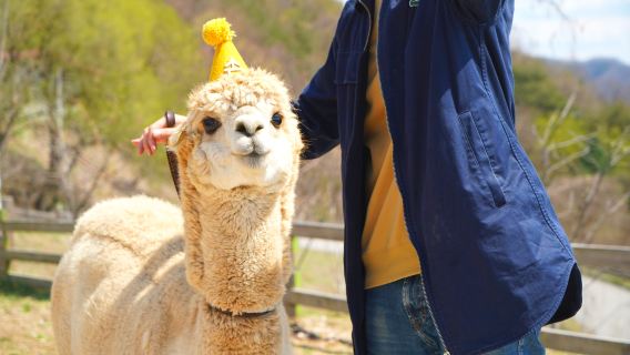 Alpaca World Roundtrip Shuttle Bus One Day Tour (Hongdae/Dongdaemun/Myeongdong pick up and drop off)