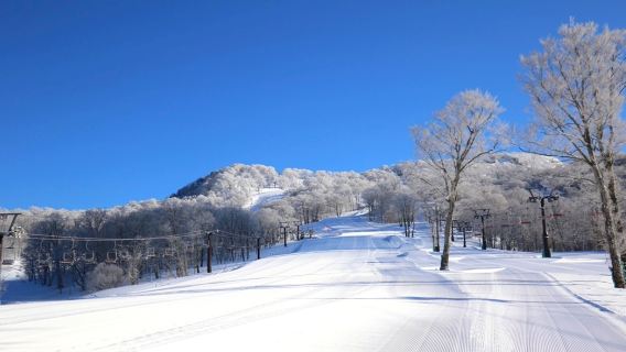 Shiga Hakodateyama snow activities + Lake Biwa Avenue of Metasequoia trees + Makino Kogen Onsen 1-day tour