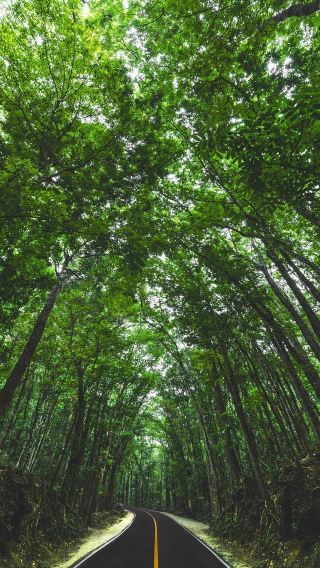 Bohol Island Chocolate Hills + Loboc River + Tarsier + Baclayon Church 1-day tour