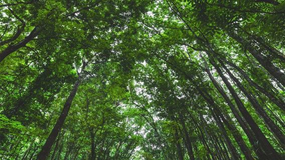 ทัวร์ 1 วัน เกาะโบโฮล ช็อคโกแลตฮิลล์ + แม่น้ําโลโบค + ลิงทาร์เซียร์ + โบสถ์บาคายอน