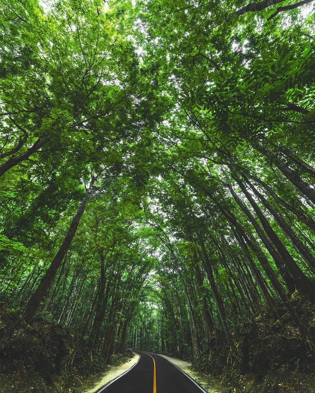 Tour di un giorno a Bohol Island con le Colline di Cioccolato, il fiume Loboc, i Tarsier e la chiesa di Baclayon