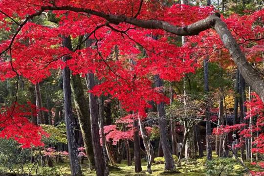 日本京都西芳寺+嵐山+伏見稻荷大社一日遊