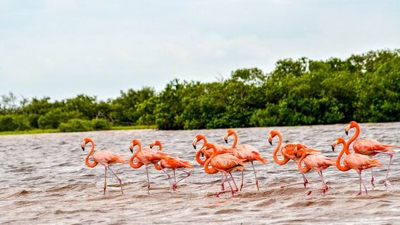Rio LagartosTours
