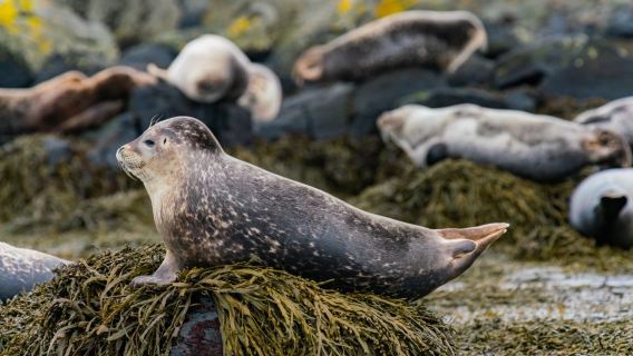 однодневный тур по полуострову Снайфедльснес с посещением Киркьюфетля и Блёндюоусской церкви (включен трансфер по желанию)
