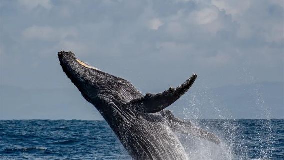 Pengamatan Paus di Mauritius dengan Snorkeling Terumbu Karang