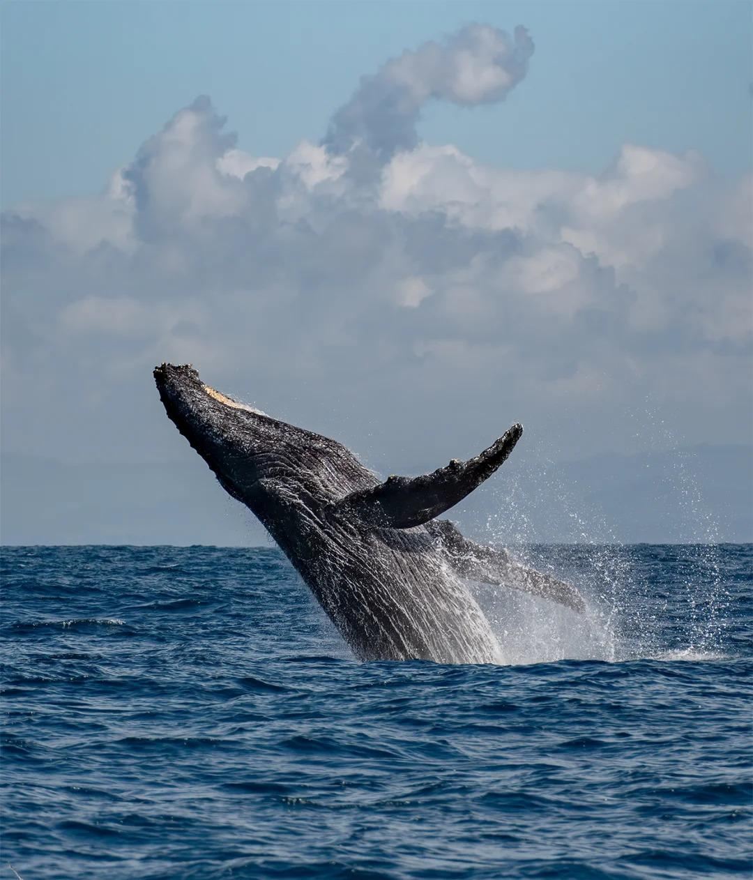 Shared Speedboating Whale Watching in Mauritius (with Coral Reef Snorkeling)