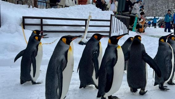 日本北海道美瑛+旭川動物園【私家包車/普通話司機/至尊服務】