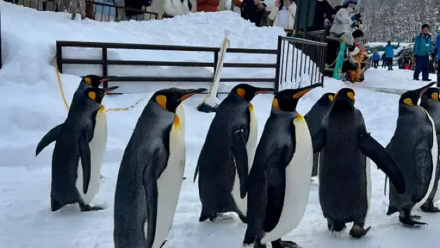 日本北海道旭川動物園+青池【私家包車/中文司機/行程定制】