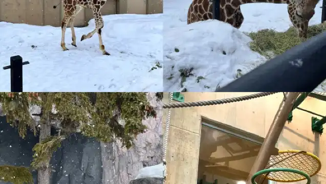 日本旭川札幌-美瑛青池富良野/可小樽登別北海道包車-精選