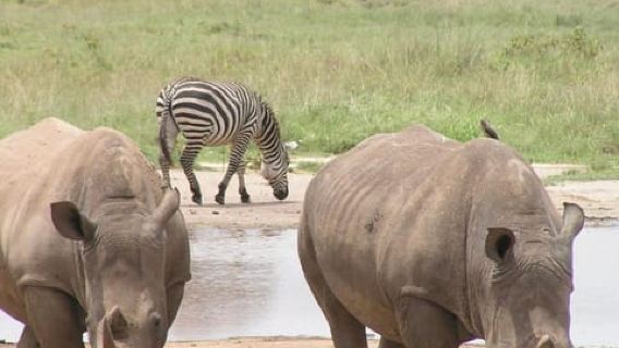 Nairobi: Private Lake Nakuru National Park Day Trip