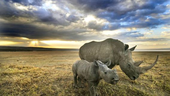 Depuis Nairobi : excursion d'une journée aux lacs Nakuru et au parc national de Naivasha