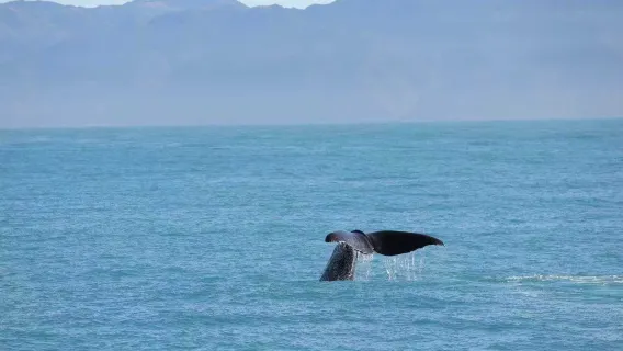Let's go whale watching! Christchurch to Kaikoura round-trip | Kaikoura Walkway & Whale Watching Cruise