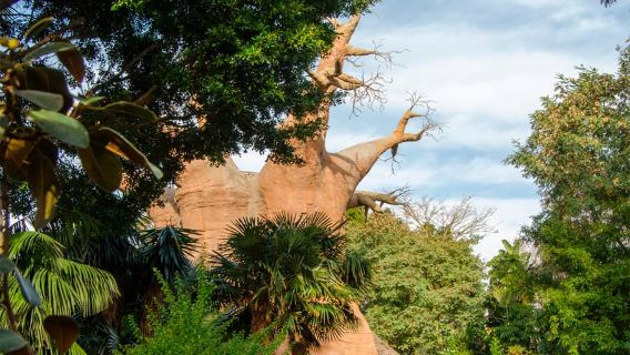 Fuengirola: Bioparc Entrance Ticket