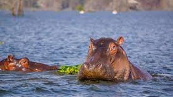 PROMENADE EN BATEAU VERS HELL'S GATE ET LE LAC NAIVASHA AU DÉPART DE NAIROBI.