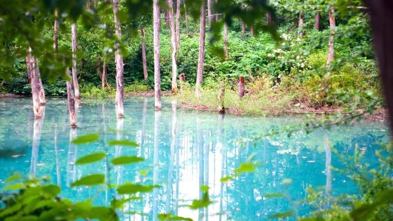 Otoño dorado de Hokkaido: Furano y estanque azul Biei desde Sapporo