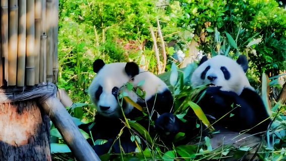 Tour di un giorno nella valle dei panda di Dujiangyan, a Chengdu (gruppo di lingua cinese) - Tour approfondito per piccoli gruppi