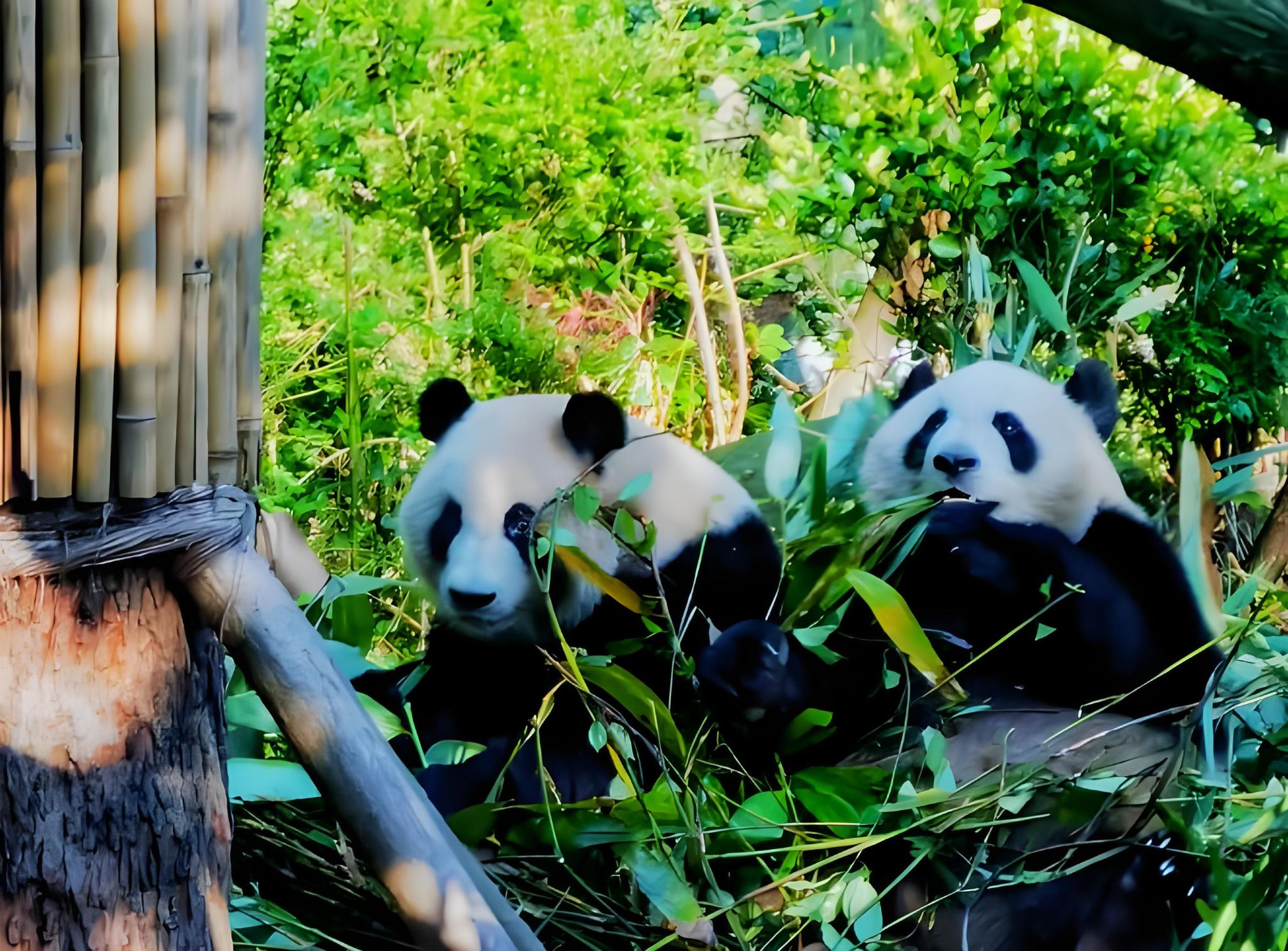 Chengdu Dujiangyan Panda Valley One-Day Tour (Chinese-Speaking Group) - Small, In-Depth Tour