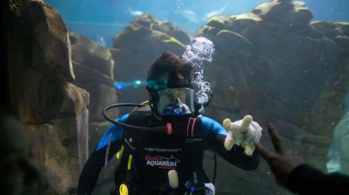 Dubai Attraction: Bermuda Diving Center Day Tours 3