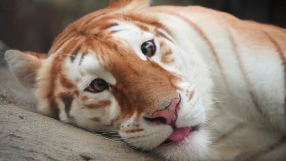 Lawatan sehari dengan sewaan peribadi berbahasa Cina ke Ladang Kambing Chiang Mai + Menembak menggunakan peluru hidup + Zoo Malam Chiang Mai