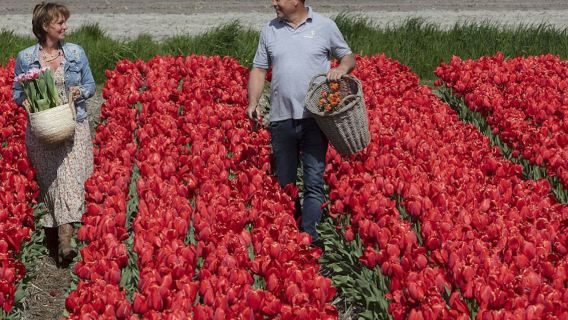 Keukenhof: Guided Tour + Tulip Farm Visit + Windmill Cruise