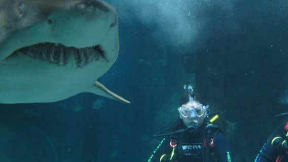 SEA LIFE Sydney Aquarium: Shark Dive Xtreme