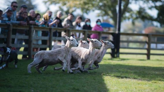 Espectáculo y recorrido por la granja Agrodome en Rotorua, Isla Norte de Nueva Zelanda