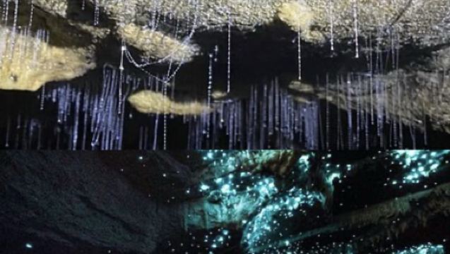 新西蘭哈比村+螢火蟲洞一日遊【中文-包車出遊-上門接送】