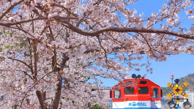 Excursión de un día a Seúl/Busan ida y vuelta al Festival de los Cerezos en Flor del Puerto Naval de Jinhae