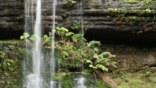Tasmania Perkhidmatan Tempatan | Lawatan Sehari ke Gunung Field + Taman Botani Diraja