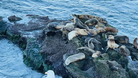 美國洛杉磯來回-中途島號航空母艦博物館-聖地亞哥定制包車【市區接駁】