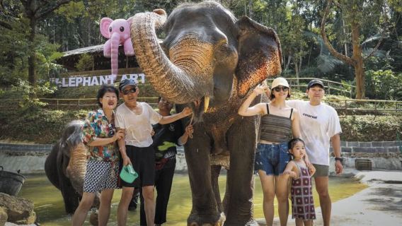 普吉島芭東擁抱大象保護營丨中文 含接駁丨拍攝餵食洗澡互動