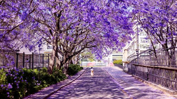 Sídney en púrpura: Excursión de un día con Jacarandas en primavera + Zoológico Taronga + Secretos urbanos