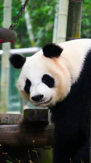 Private Day Tour from Nanjing : Nanshan Bamboo Sea in Liyang