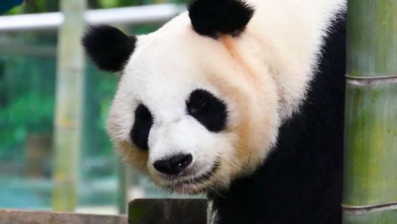 Privater Tagesausflug von Nanjing: Nanshan Bambusmeer in Liyang