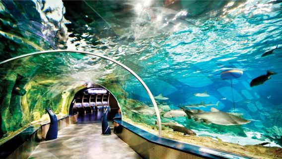 İstanbul Akvaryum Florya Bileti ve Aktarma ile Bir Günlük Tur