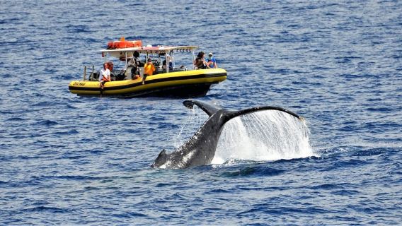 Lahaina: Day or Sunset Whale Watching Tour with Naturalist