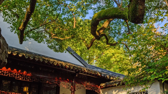 [Tour privato con autista · linea speciale per ammirare gli aceri] tour di un giorno a Suzhou con Monte Tianping + Tempio Xiyuan + Via Shantang|