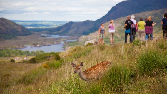 KillarneyTours