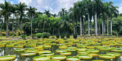 中科院西雙版納熱帶植物園+傣族園一日遊【獨立包車|上門接送,不含景區門