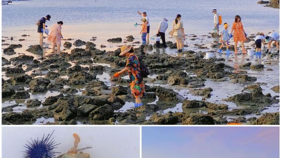 廣東汕頭南澳島深澳灣潮汐趕海體驗/趕海裝備齊全(抓海膽,抓螃蟹、挖貝殼、撿海螺)|趕海戰利品全歸遊客)