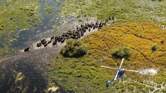 Eye in the Sky: Okavango Delta Photography Tour