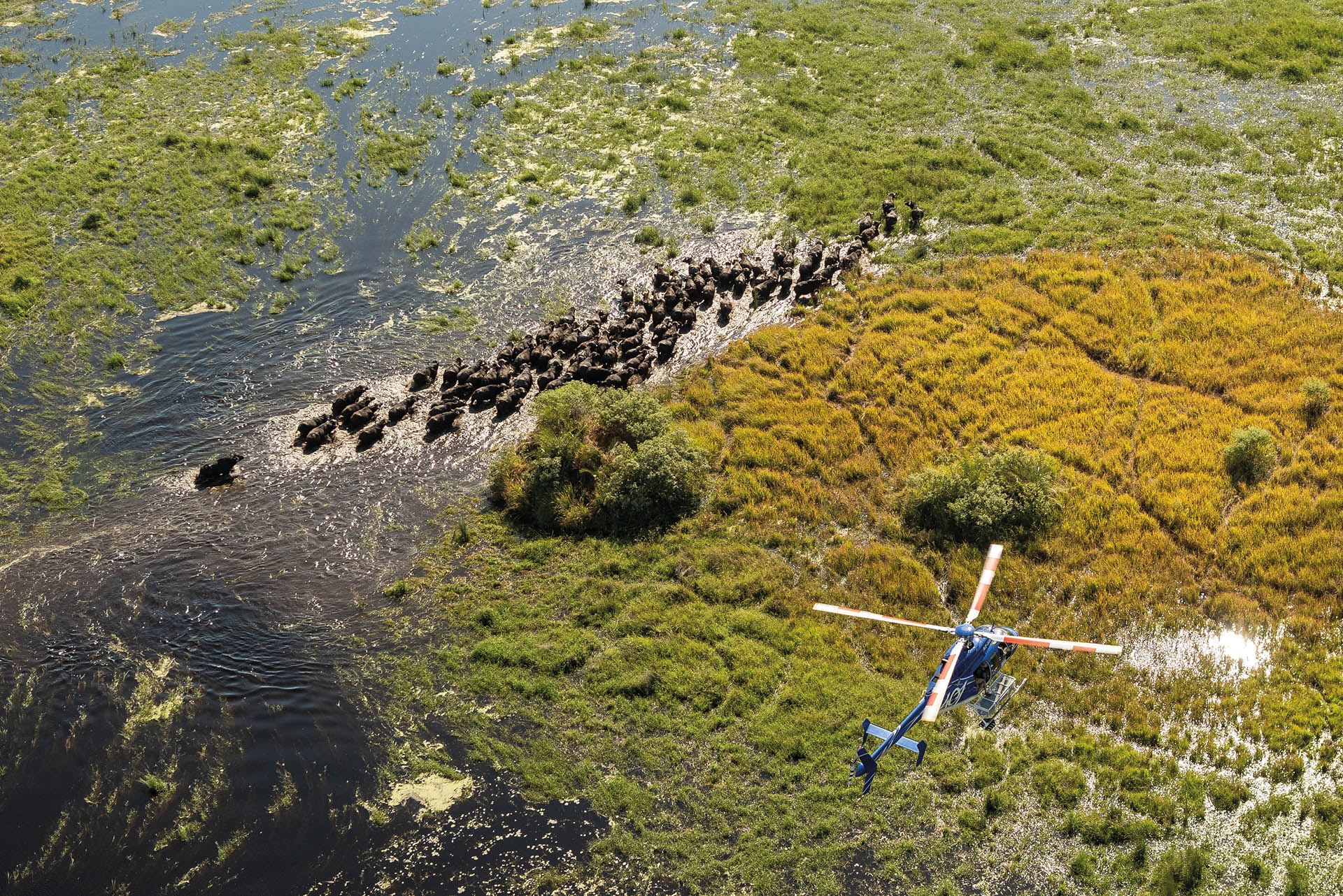 Mata di Langit: Ekspedisi Fotografi Delta Okavango