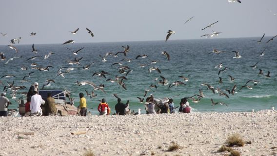 From Salalah Private Tour: Dalkut and Fizayah Beach by 4X4