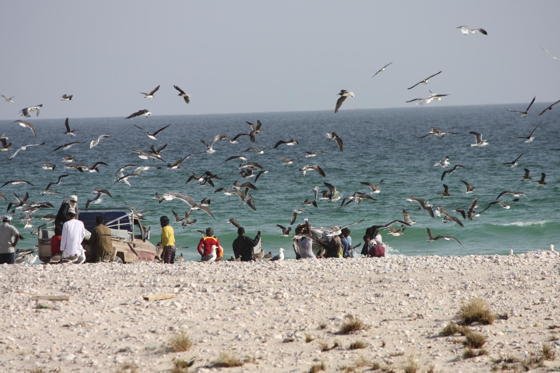 From Salalah Private Tour : 4x4 Adventure Dalkut & Fizayah Beach