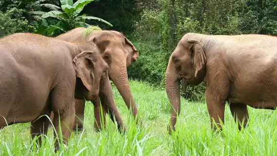 大象高地 - 清邁風景山區全日道德大象體驗